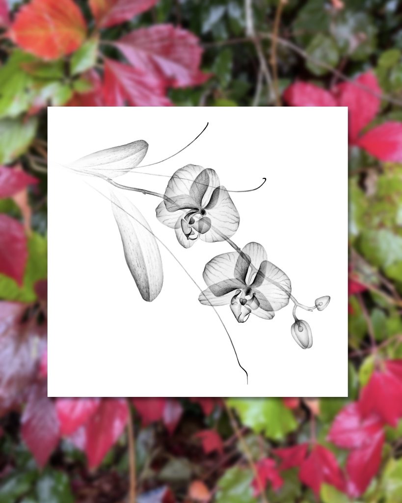 Dessin de Flash tattoo d’une hampe d’orchidées en style X-ray à angoulême